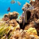 Snorkel en El Cielo Cozumel, ¿Cuál es el mejor lugar para hacer snorkel en Cozumel?