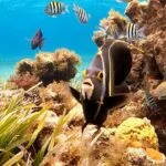 Snorkel en El Cielo Cozumel, ¿Cuál es el mejor lugar para hacer snorkel en Cozumel?