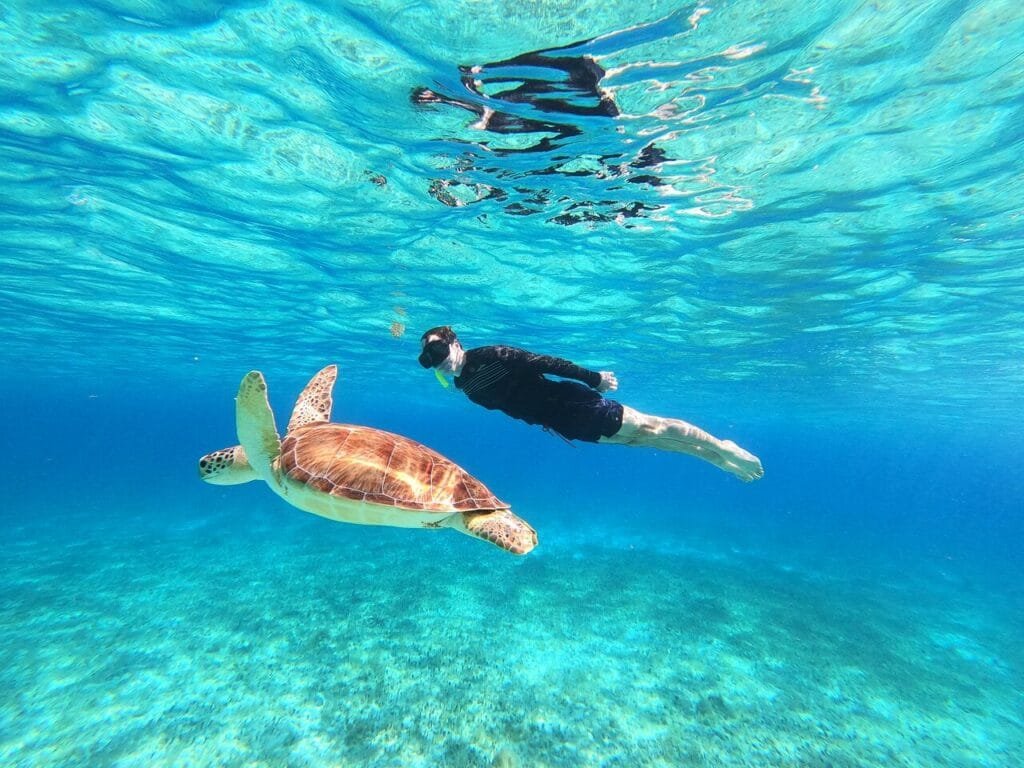 el-cielo-cozumel-snorkeling (3) Snorkeleando junto a una tortuga en el Cielo Cozumel para responder ¿cuánto cuesta un tour de snorkel en Cozumel?