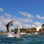 ¿Es posible nadar con delfines en Cozumel México?