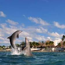 ¿Es posible nadar con delfines en Cozumel, México? 1 ¿Es posible nadar con delfines en Cozumel México?