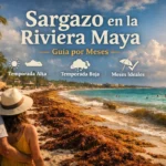Ilustración para saber cuándo hay sargazo en la Riviera Maya
