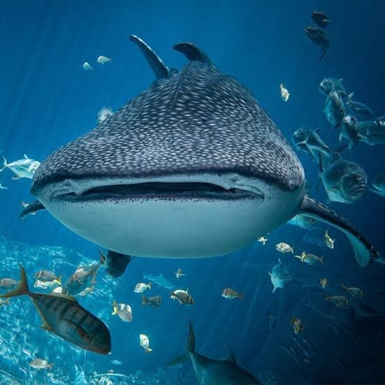Tiburón Ballena 1 Imagen para mostrar cuándo es la temporada de tiburones ballena en el caribe Mexicano