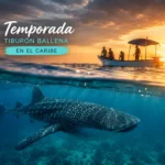 Imagen ilustrativa para saber cuándo es la temporada de tiburones ballena en el caribe Mexicano
