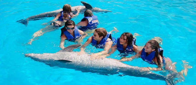 Imagen para ilustrar otra vez dónde nadar con delfines en Cozumel
